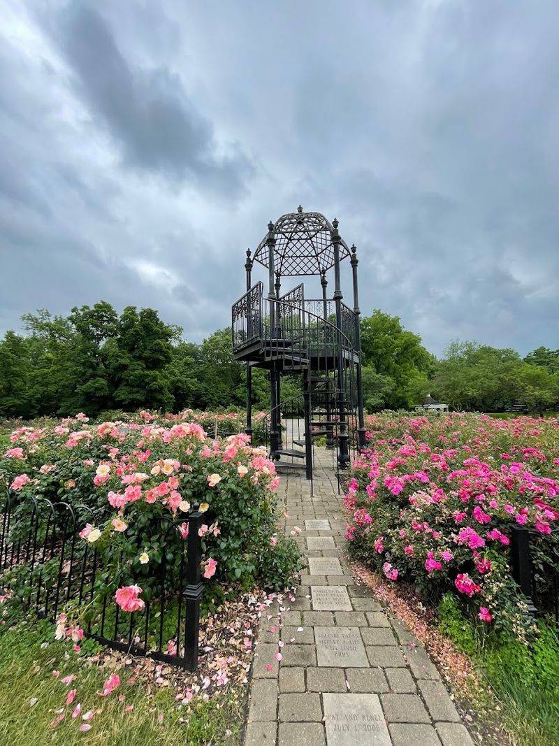 Columbus Park Of Roses Is Usually Worth The Drive In Late May