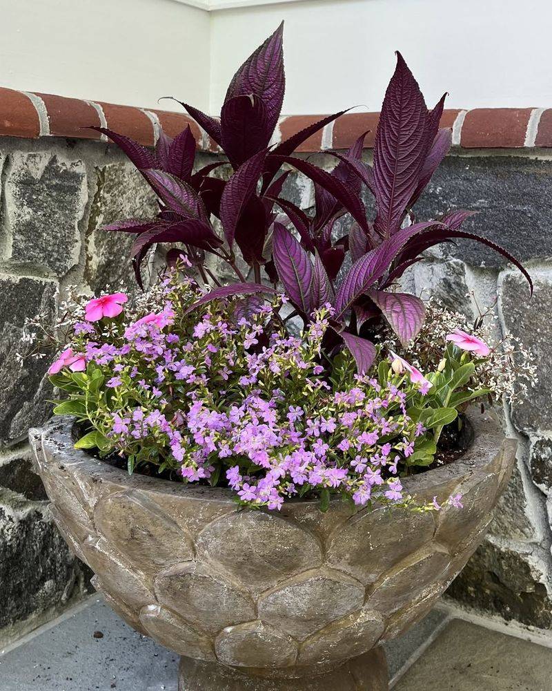 Combine Persian Shield And Torenia For A Cooler Shade Container Combine Persian Shield And Torenia For A Cooler Shade Container