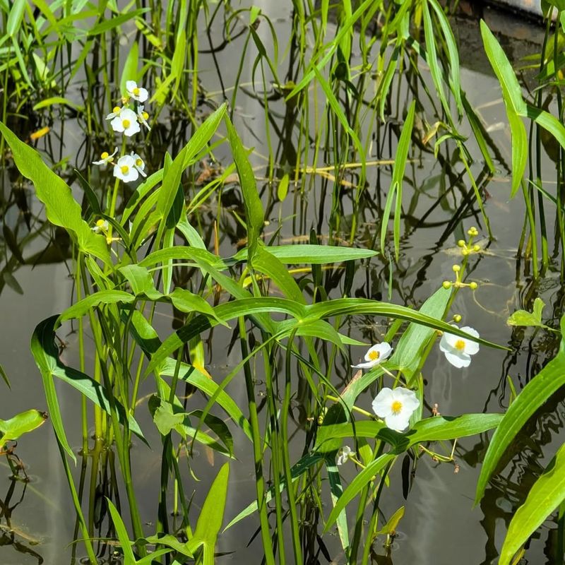 Common Arrowhead Supports Wetland Edges
