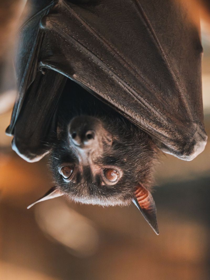 Common Bat Species You're Likely Seeing in Indiana