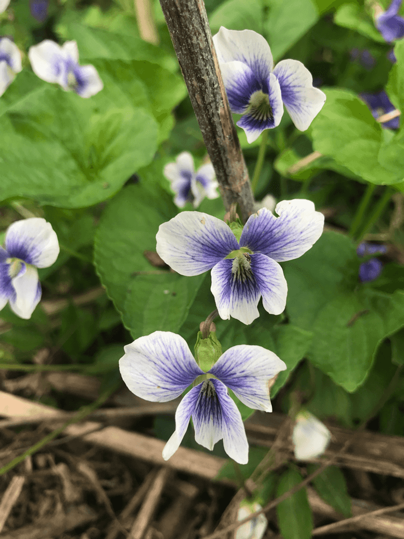 Common Blue Violet Fills Low Spaces Common Blue Violet Fills Low Spaces