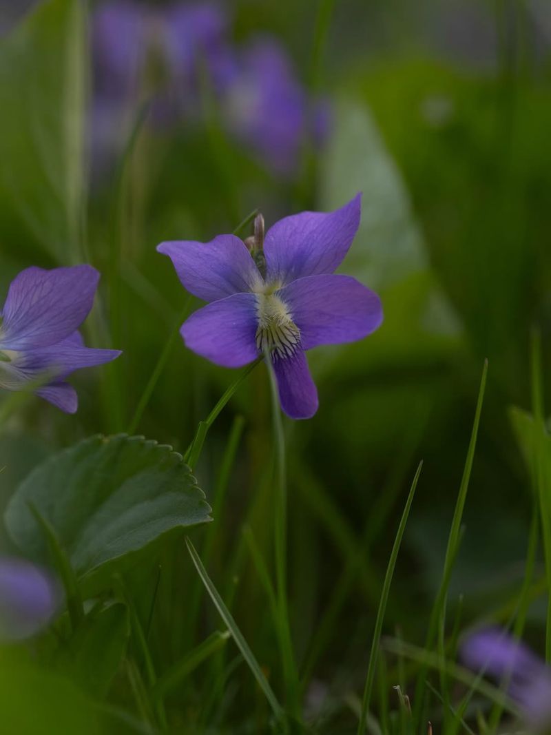 Common Blue Violet Is A Native Michigan Lawn Wildflower