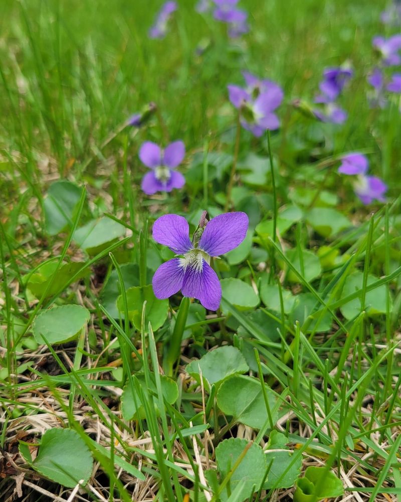 Common Blue Violet Is The Lawn Weed Worth A Second Look