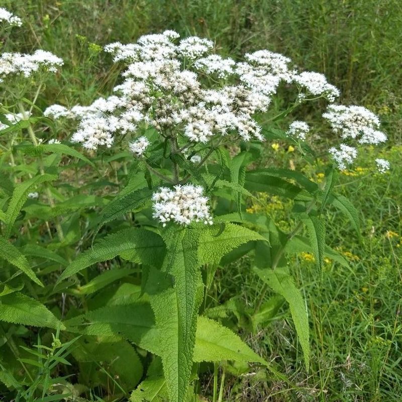 Common Boneset Grows Well In Wet Ground