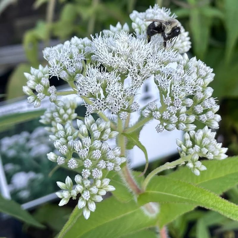 Common Boneset