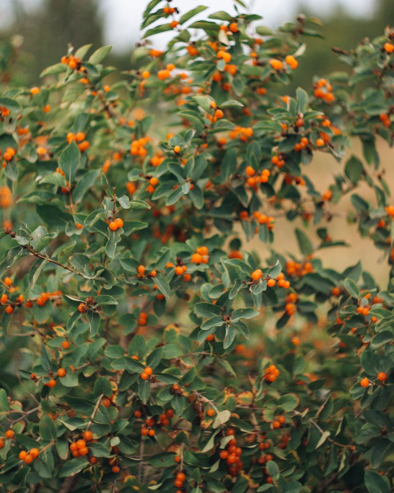 Common Buckthorn Common Buckthorn