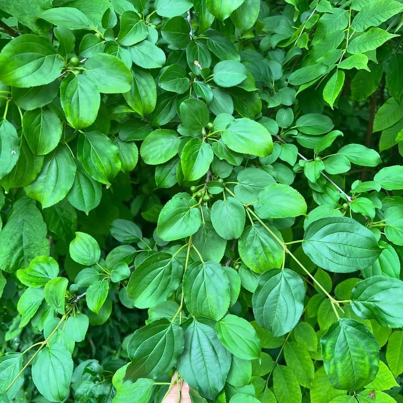 Common Buckthorn Common Buckthorn