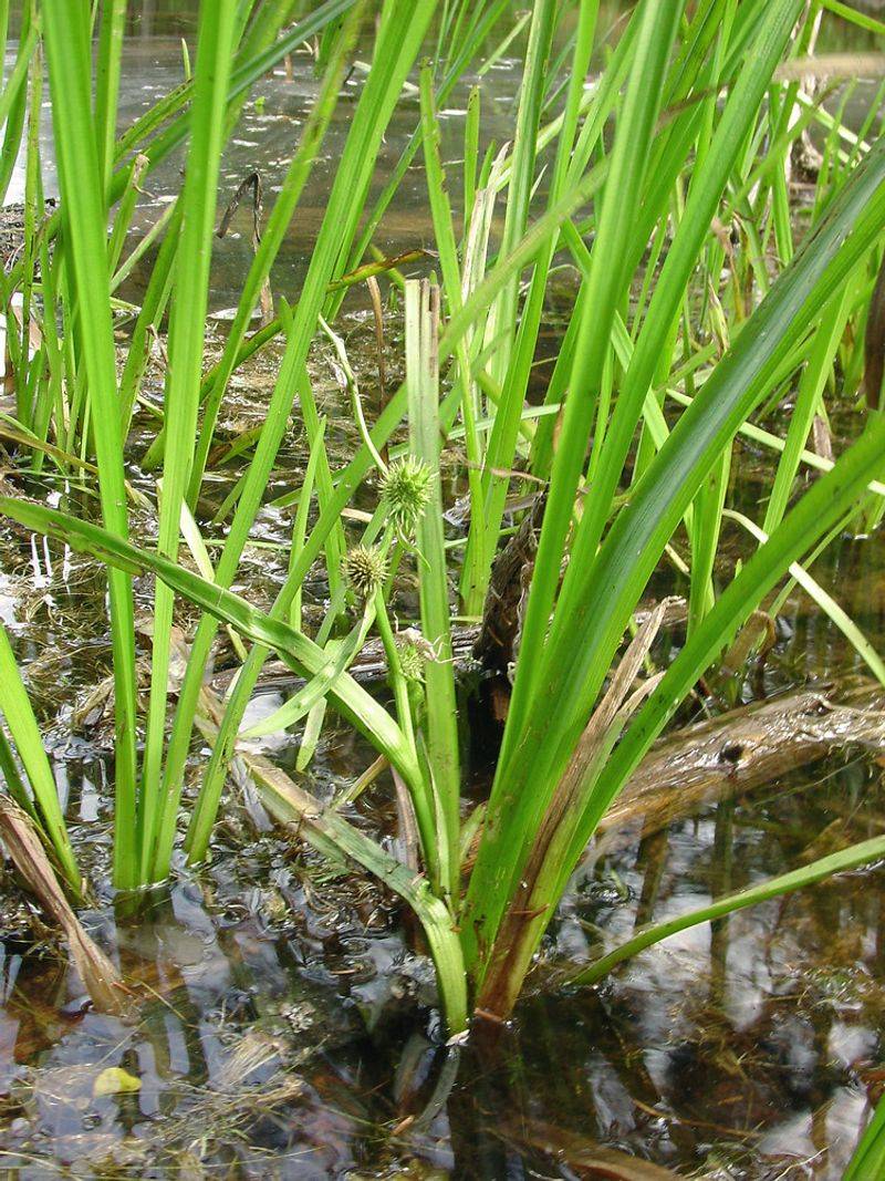 Common Bur-Reed Adds Structure Near Water