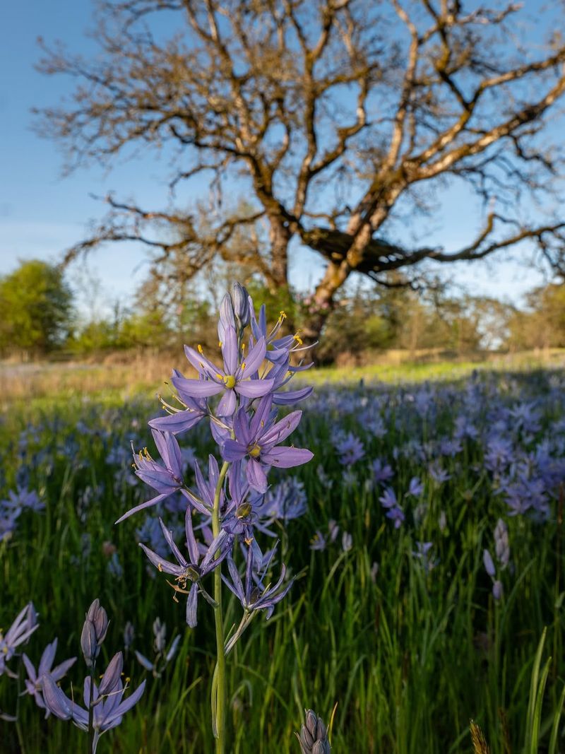Common Camas Common Camas
