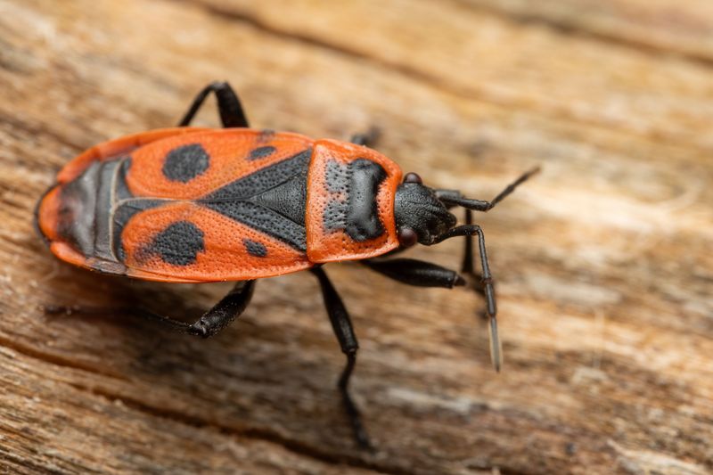Common Entry Points Box Elder Bugs Use To Get Inside