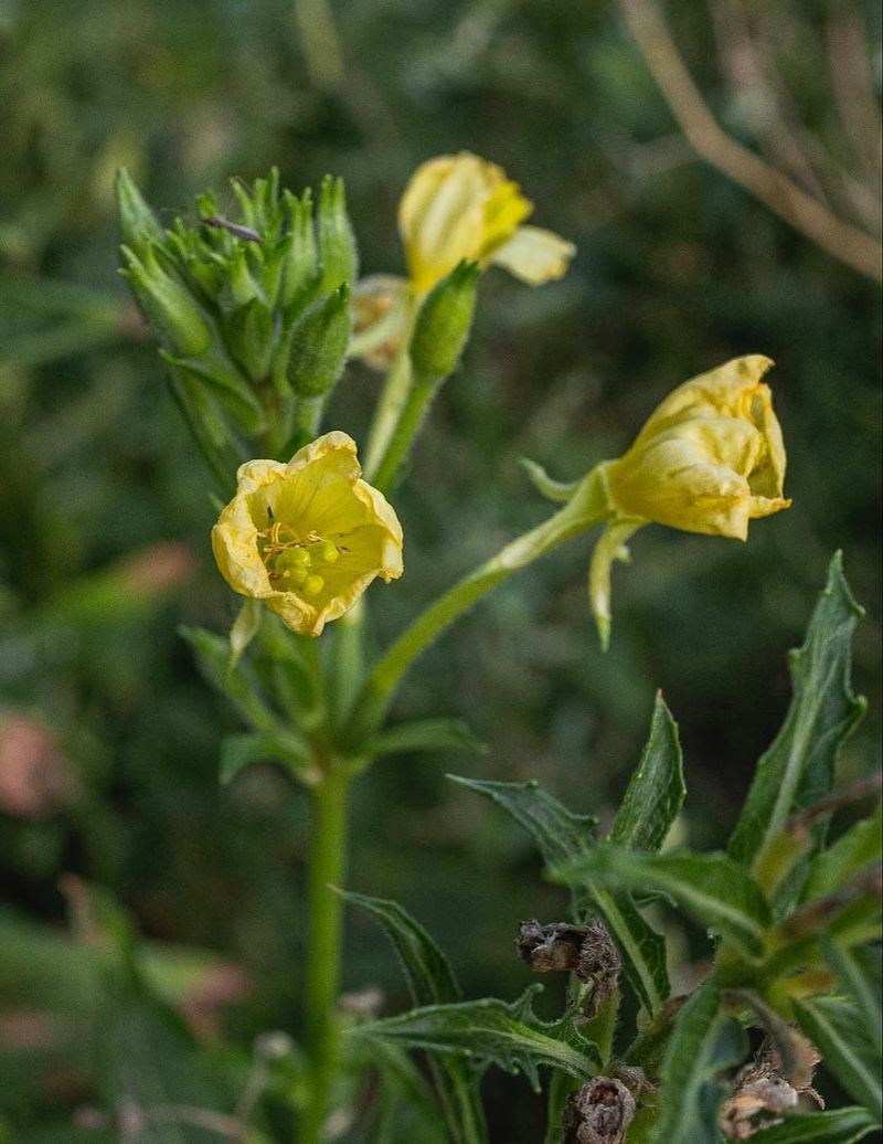 Common Evening Primrose Common Evening Primrose