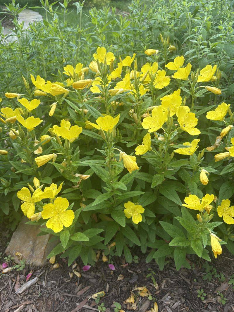 Common Evening Primrose Common Evening Primrose