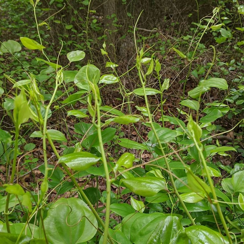 Common Greenbrier Can Turn Into A Dense Thicket
