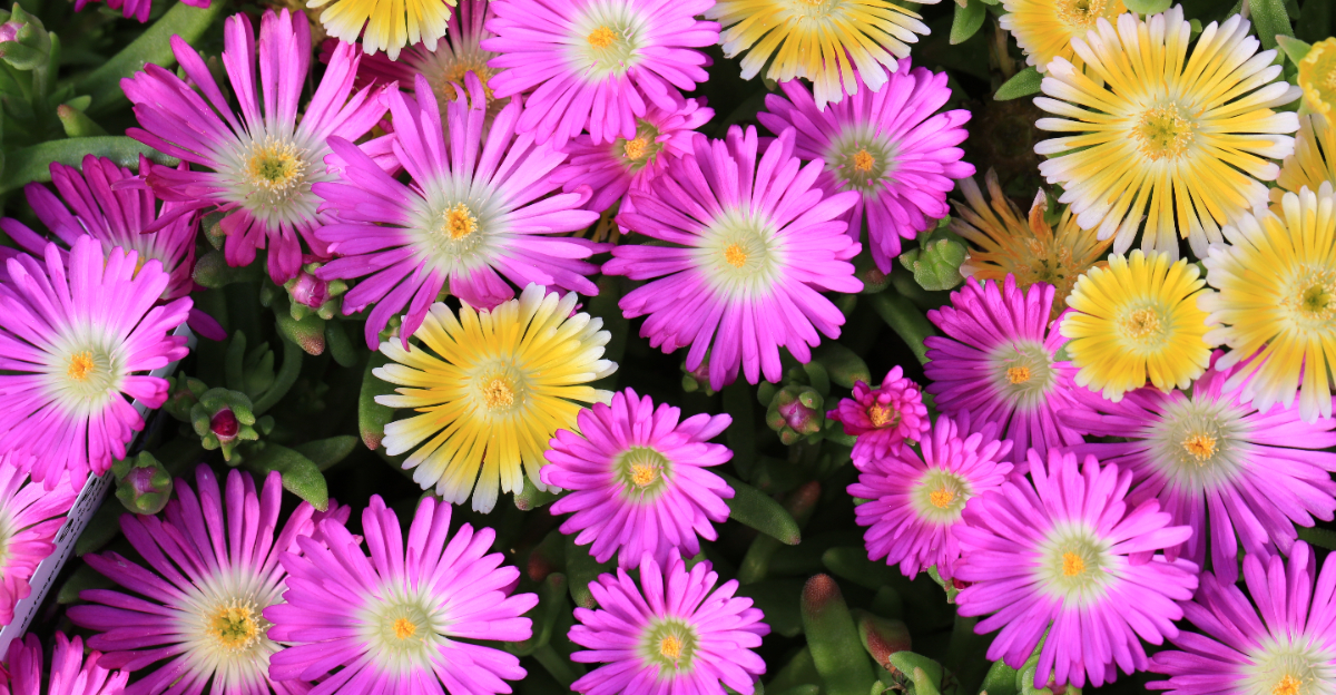 plant (featured image)