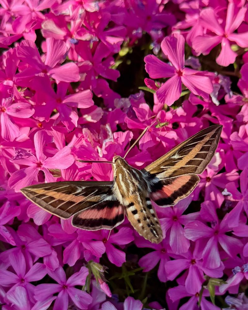 Common Hawk Moth Species In Texas