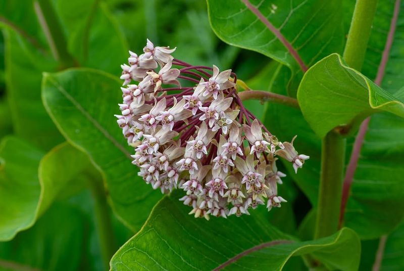 Common Milkweed Common Milkweed