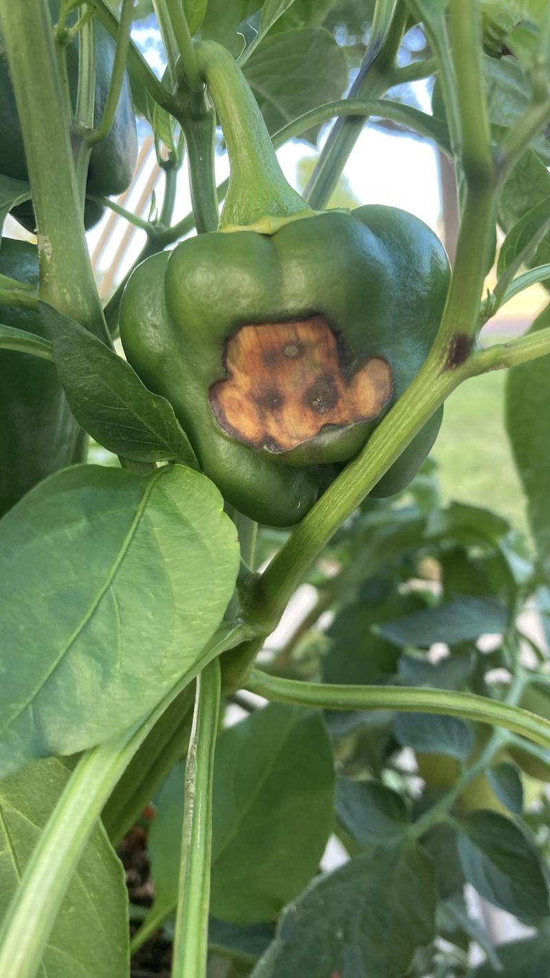Common Mistakes Iowa Gardeners Make Without Realizing It