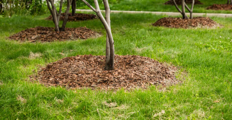 mulching tree