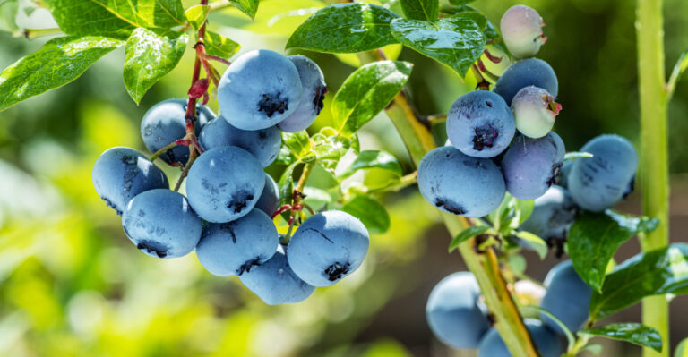 blueberry plant