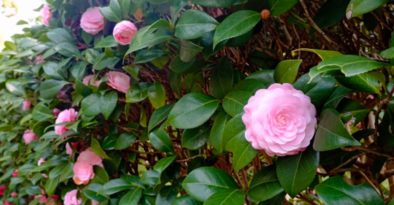 Common Mistakes North Carolina Gardeners Make When Planting Camellias Along Shaded Walkways