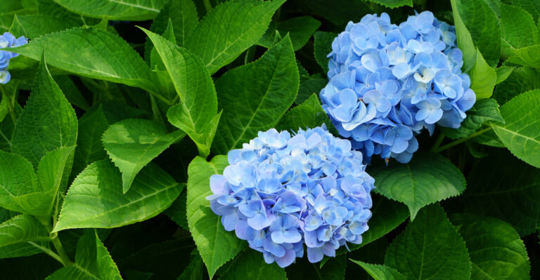 blue hydrangea