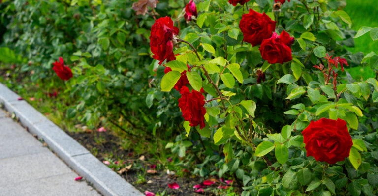 knockout roses driveway