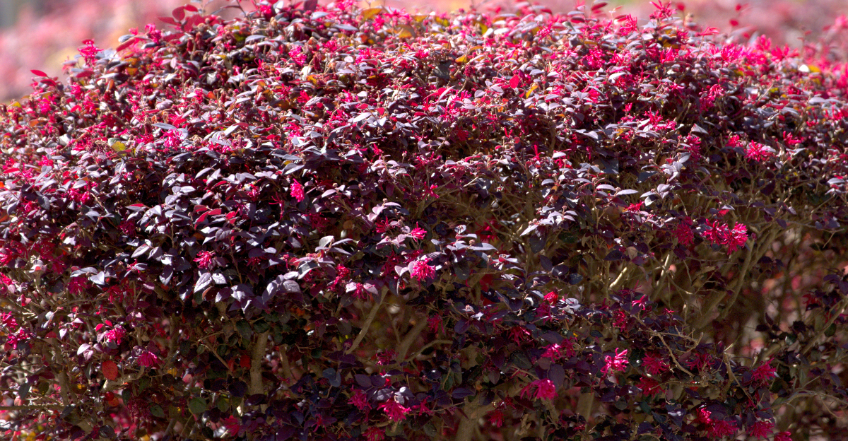 loropetalum