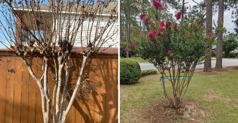 Common Mistakes North Carolina Gardeners Make When Pruning Crape Myrtles After The First Bloom