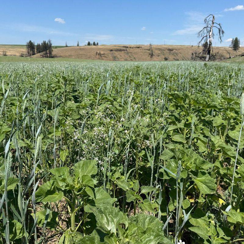 Common Mistakes Tennessee Gardeners Make With Cover Crops