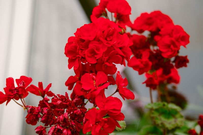 Common Mistakes That Limit Geranium Flowers