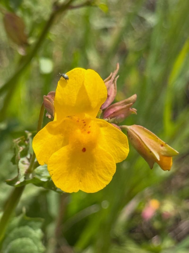 Common Monkeyflower Fits Wet Clay Edges