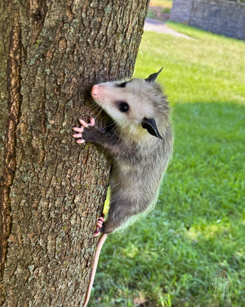 Common Myths About Opossums And Tick Control