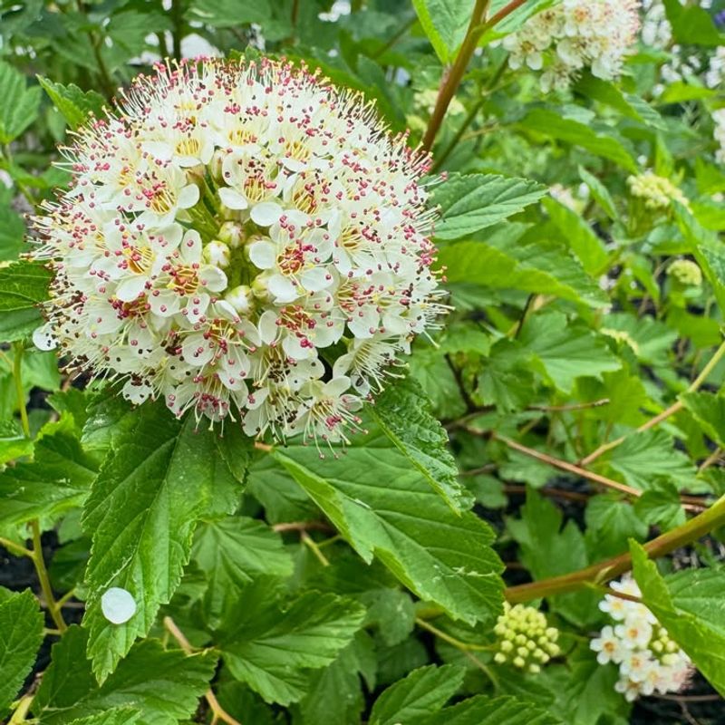 Common Ninebark Common Ninebark