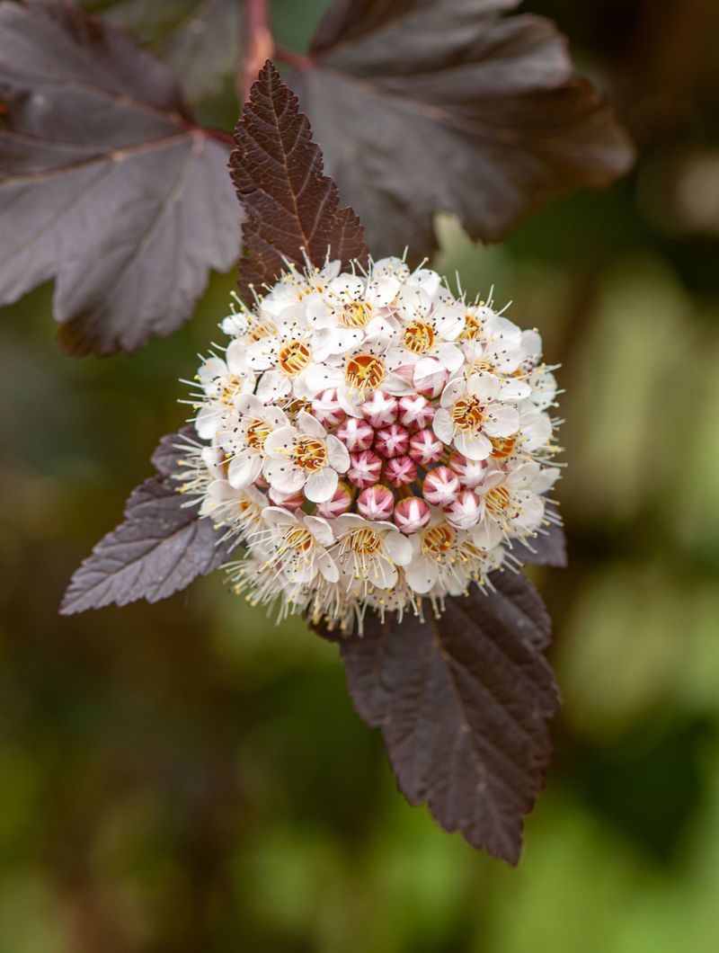 Common Ninebark Common Ninebark