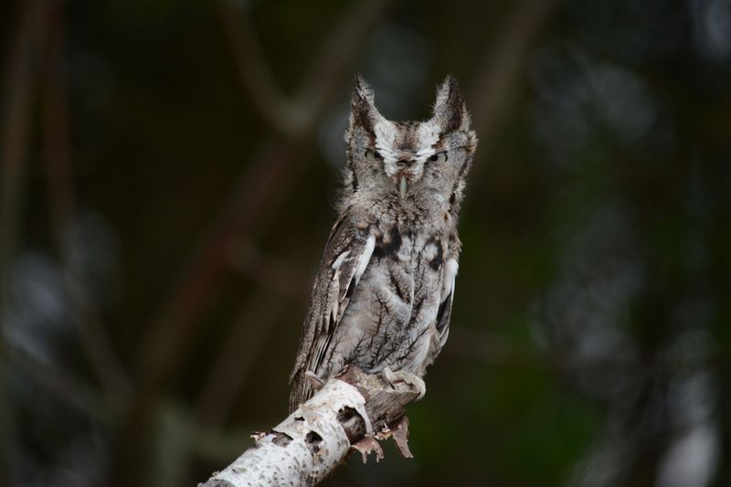 Common Owl Species You Might Hear In New Jersey