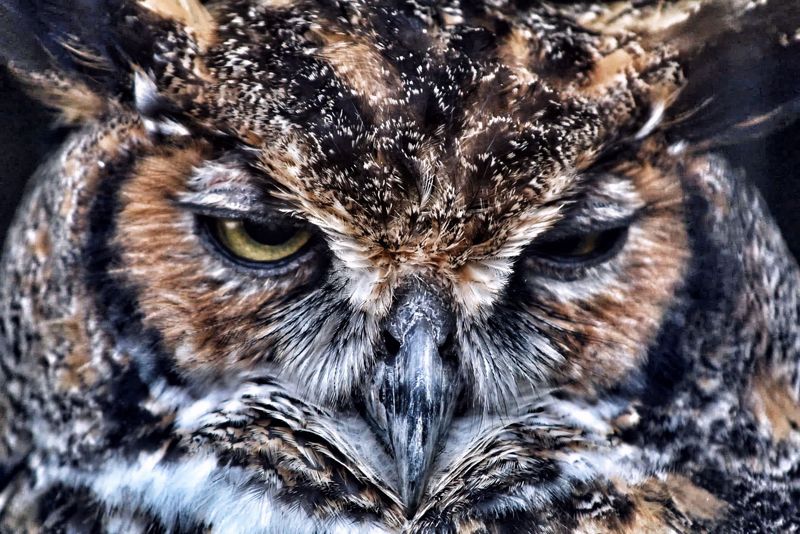 Common Owl Species You Will Encounter In Maryland And Their Distinctive Calls