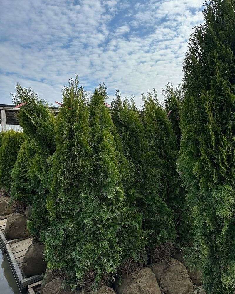 Common Planting Mistakes To Avoid
