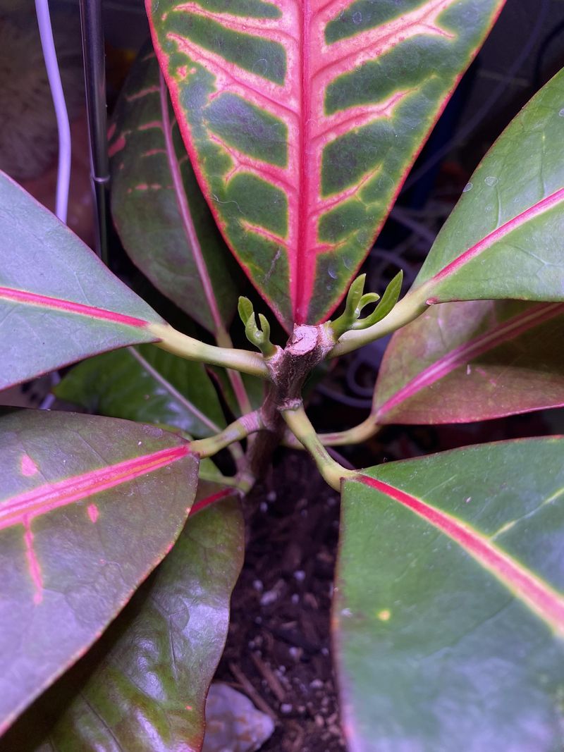 Common Pruning Mistakes Keeps Crotons Looking Sparse No Matter How Often You Cut Common Pruning Mistakes Keeps Crotons Looking Sparse No Matter How Often You Cut