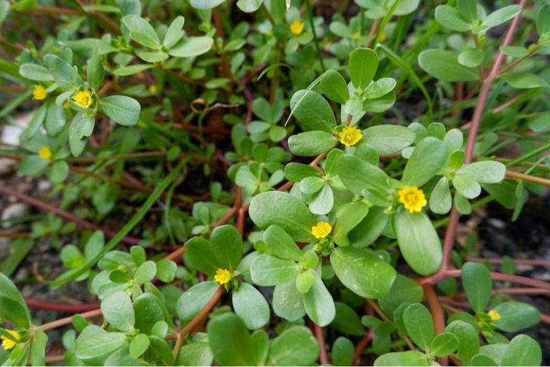 Common Purslane Handles Summer Heat