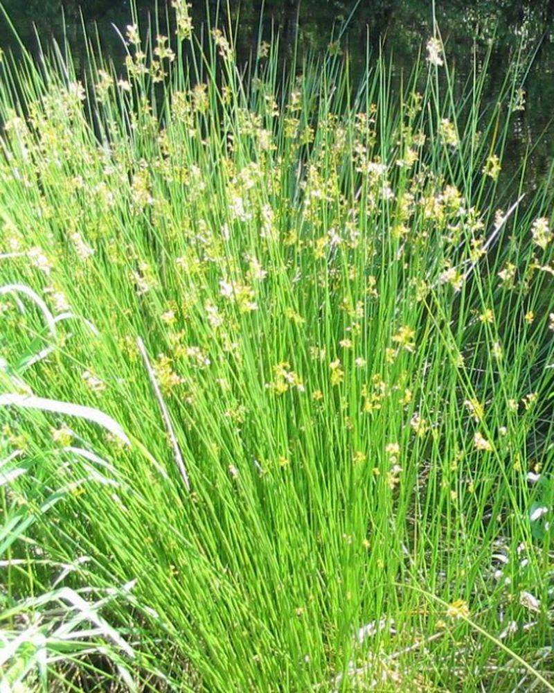 Common Rush Thrives Where Drainage Is Slow