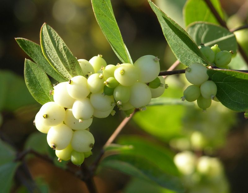 Common Snowberry Carries Winter Berries