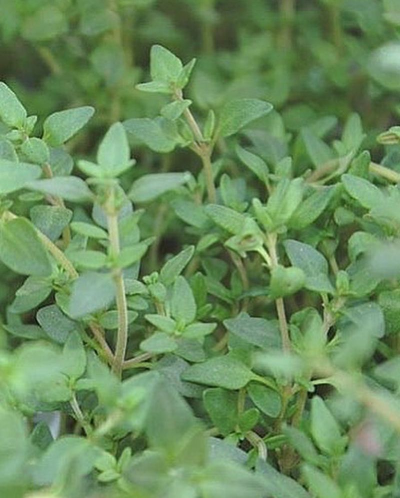 Common Thyme