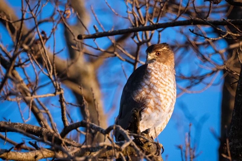 Common Triggers Behind Blue Jay Mobbing
