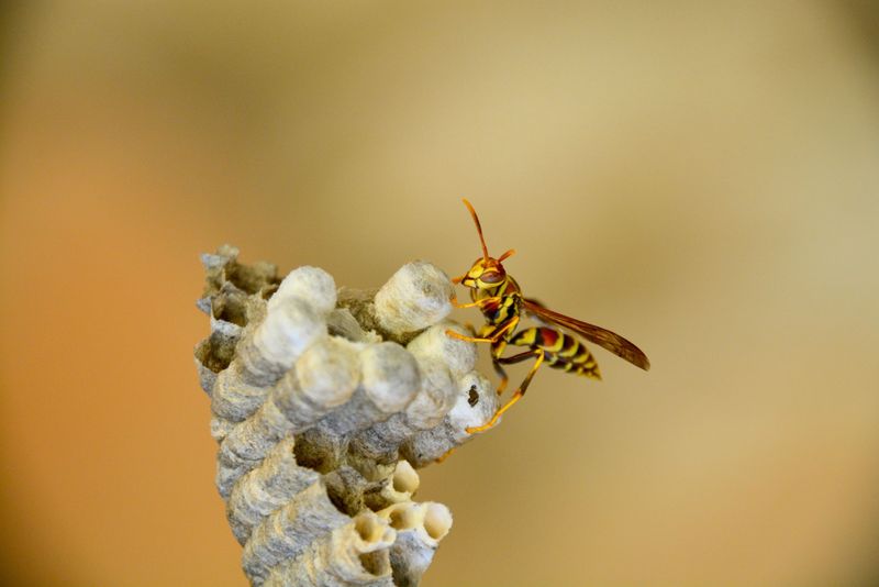 Common Wasp Species Building Nests In Tennessee