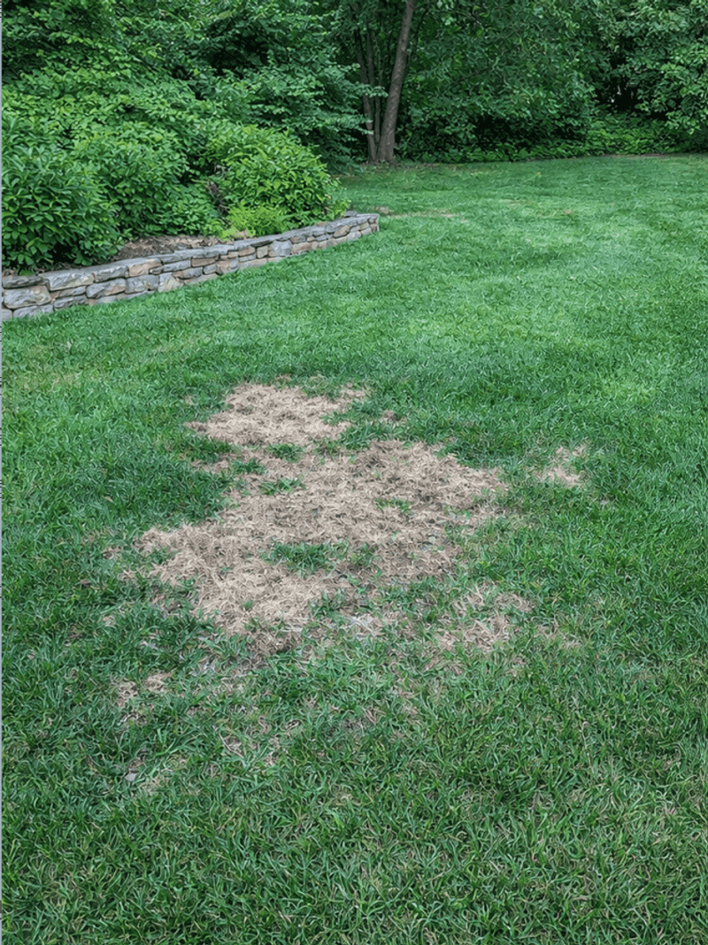 Common Watering Mistakes Make Brown Patches Worse Common Watering Mistakes Make Brown Patches Worse