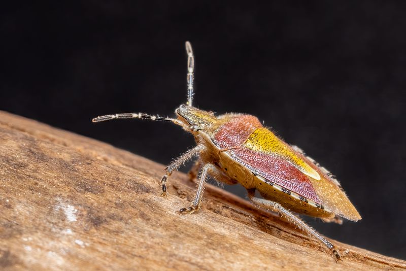 Common Ways People Remove Stink Bugs That End Up Backfiring