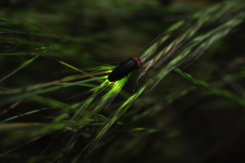 Common Yard Tasks Can Disturb Firefly Habitat Common Yard Tasks Can Disturb Firefly Habitat