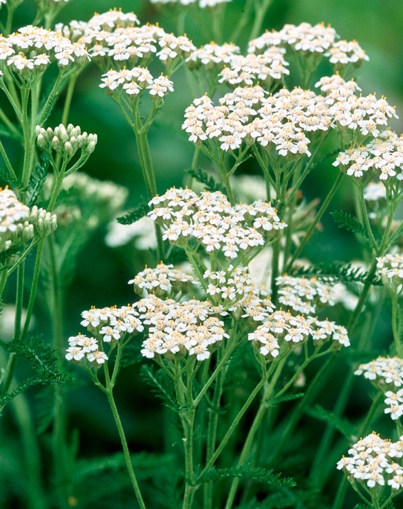 Common Yarrow Common Yarrow