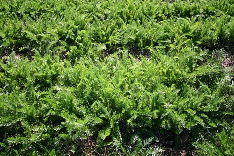 Common Yarrow Can Be Mowed Like A Soft Groundcover