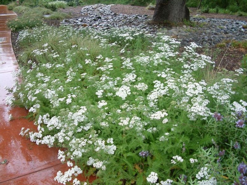 Common Yarrow Covers Ground Lightly